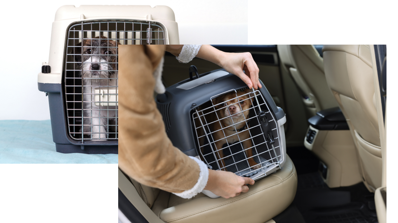 The pets in carrier. The Pet Policies of US Airlines.