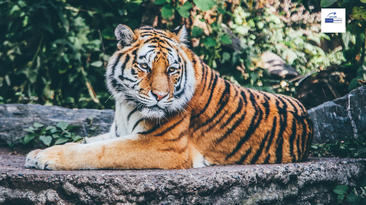 The 5 Best Zoos in the United States .