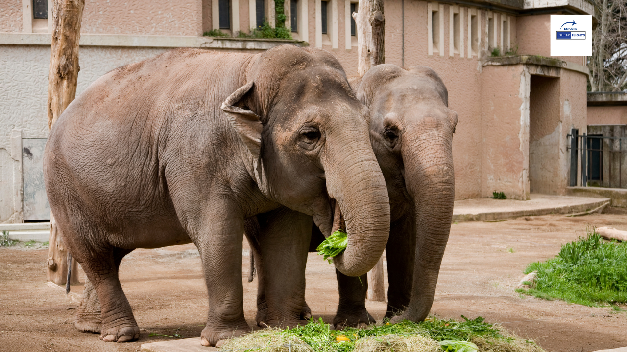 The 5 Best Zoos in the United States .