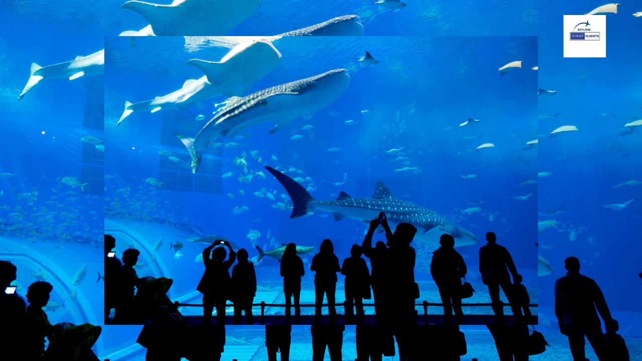 The 10 Best Aquariums in the U.S.