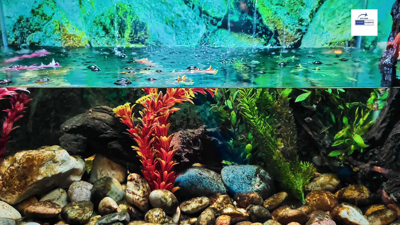 The 10 Best Aquariums in the U.S.