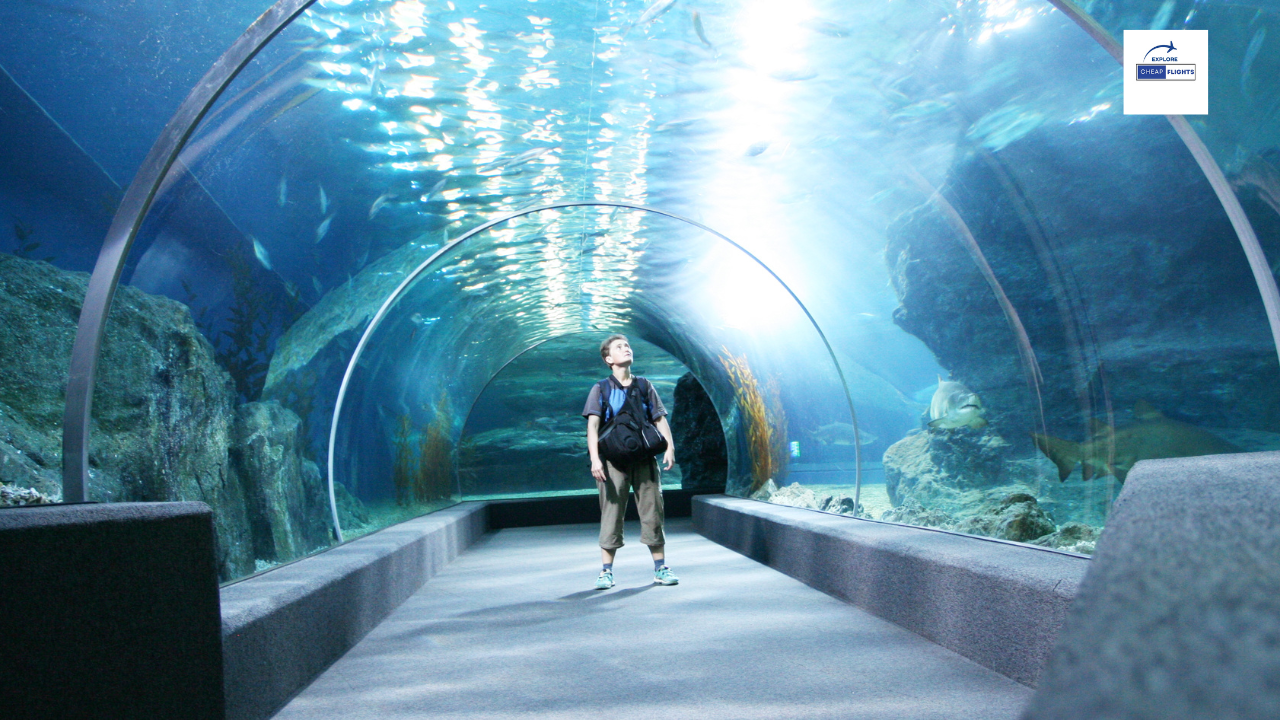 The 10 Best Aquariums in the U.S.