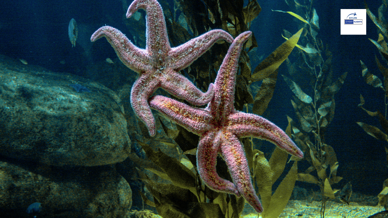 The 10 Best Aquariums in the U.S.