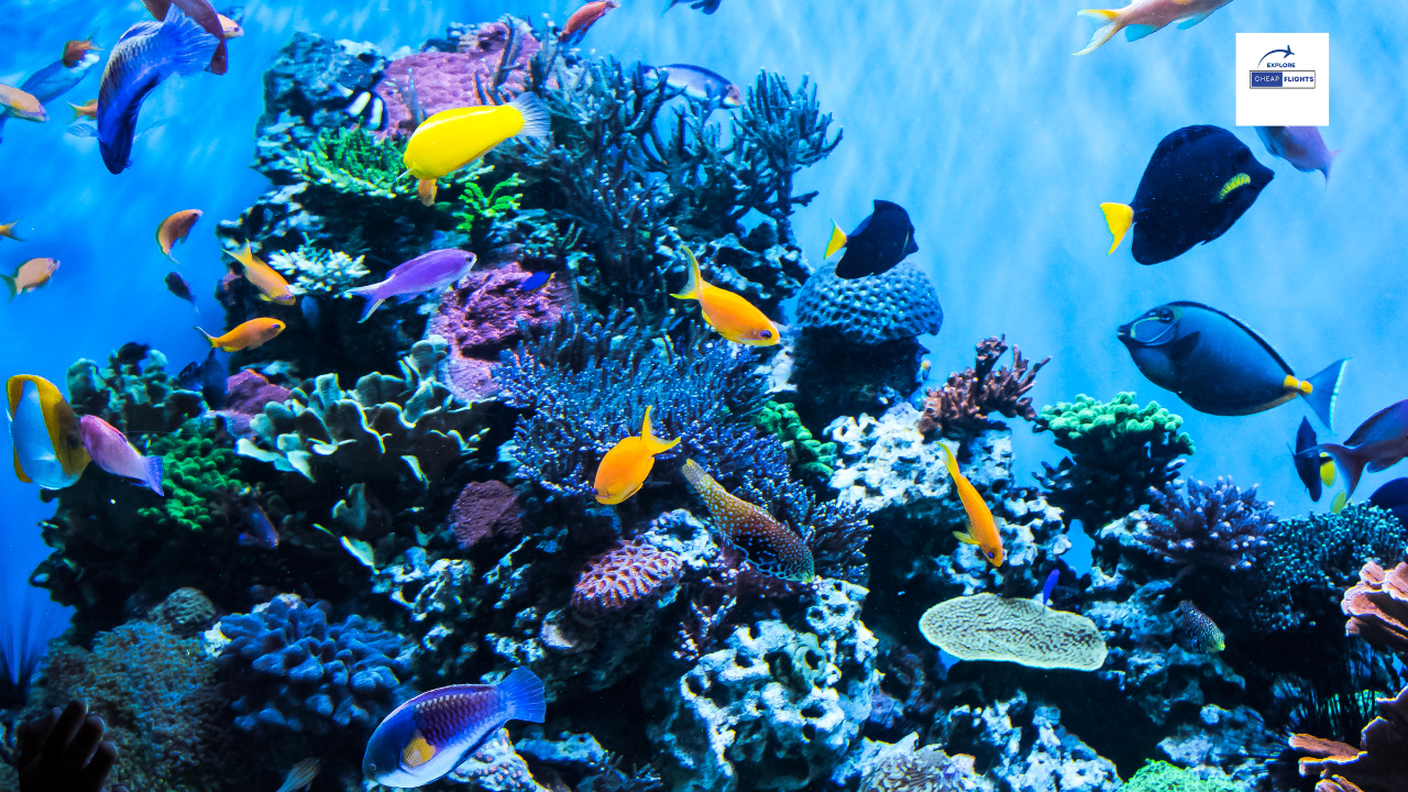 The 10 Best Aquariums in the U.S.